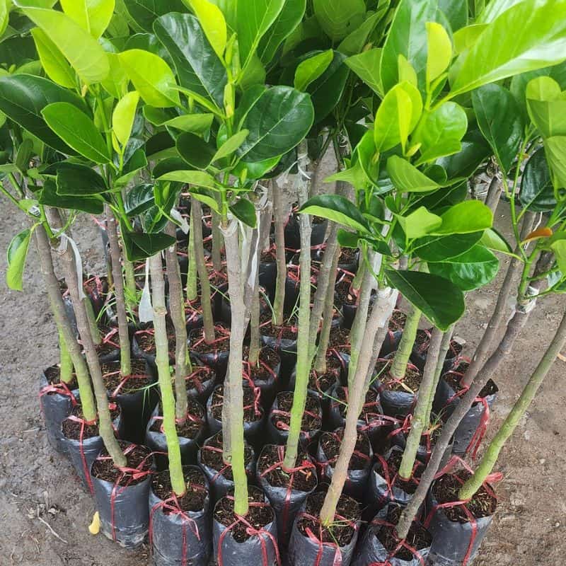 Mít ruột đỏ Indonesia Cây giống mít ruột đỏ indo