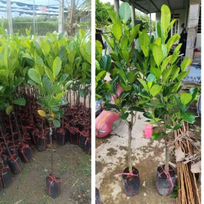 Mít ruột đỏ Indonesia Cây giống mít đỏ indo