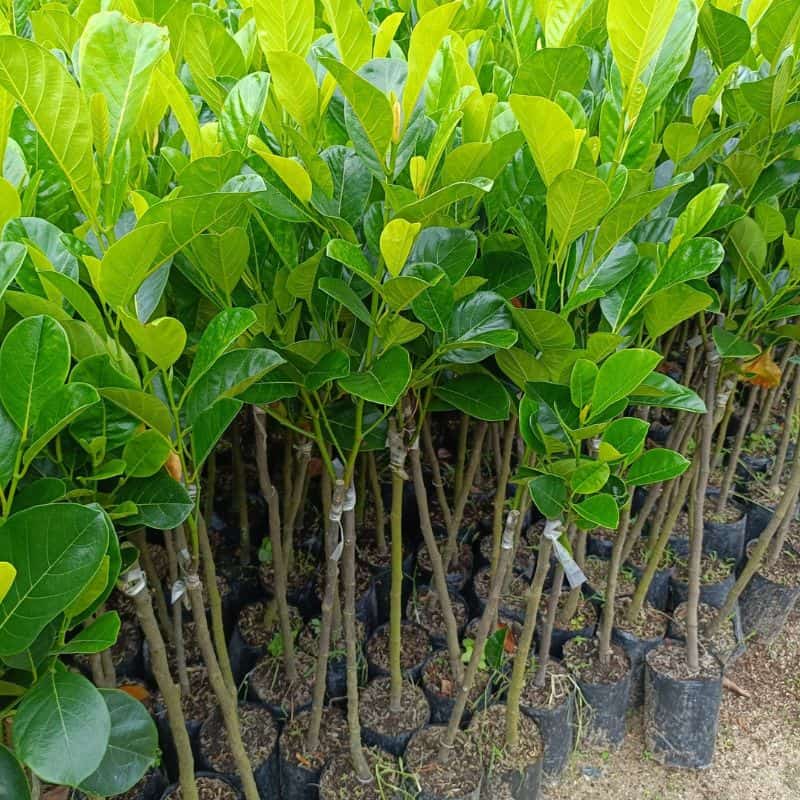 Mít ruột đỏ Indonesia Cây giống mít ruột đỏ indonesia