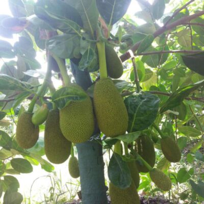 giống mít thái siêu sớm