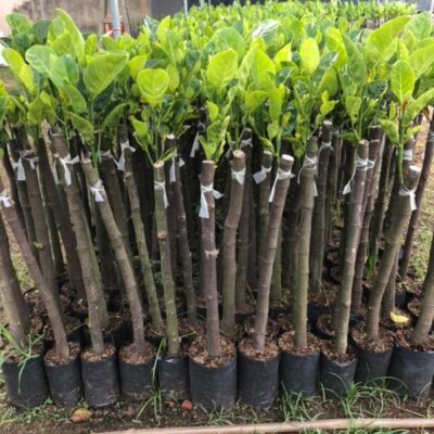 giống mít thái siêu sớm