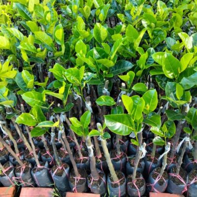 giống mít thái siêu sớm