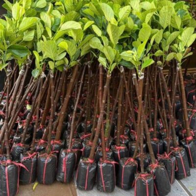 giống mít thái siêu sớm