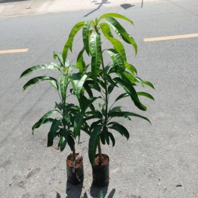 Cây giống xoài tím cay xoai tim 1