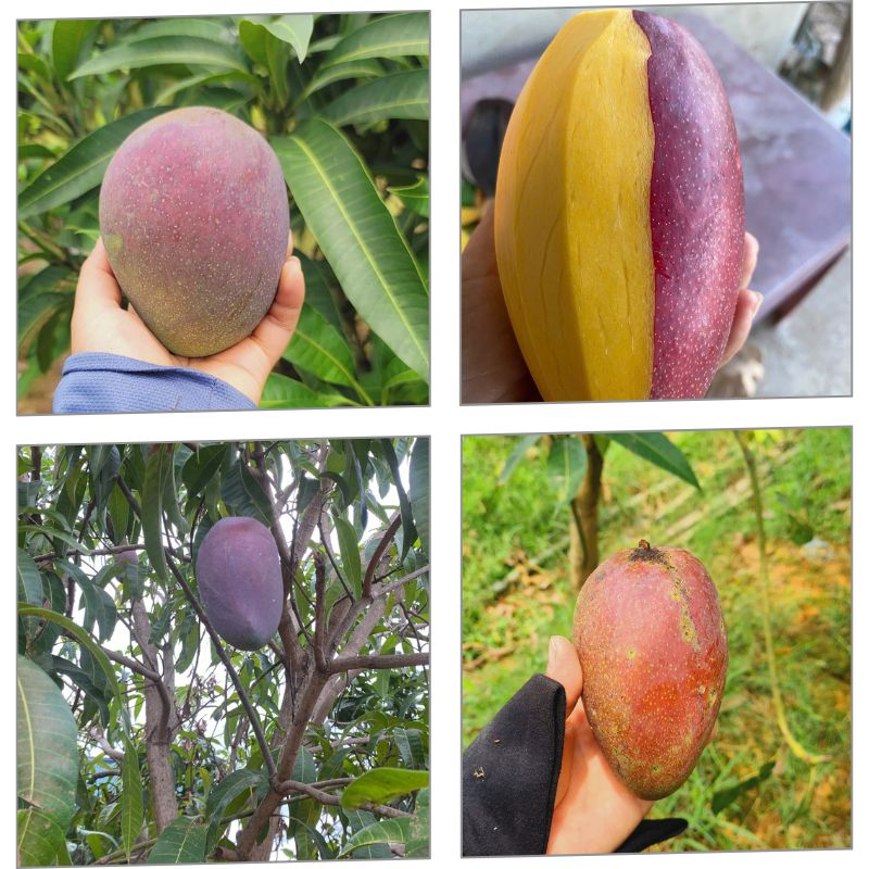 Cây giống xoài tím thu hoạch xoài tím