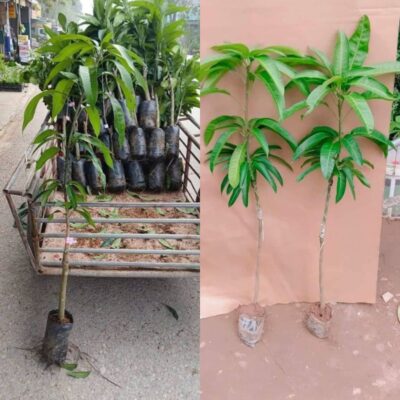 Cây giống xoài tím cay xoai tim 3