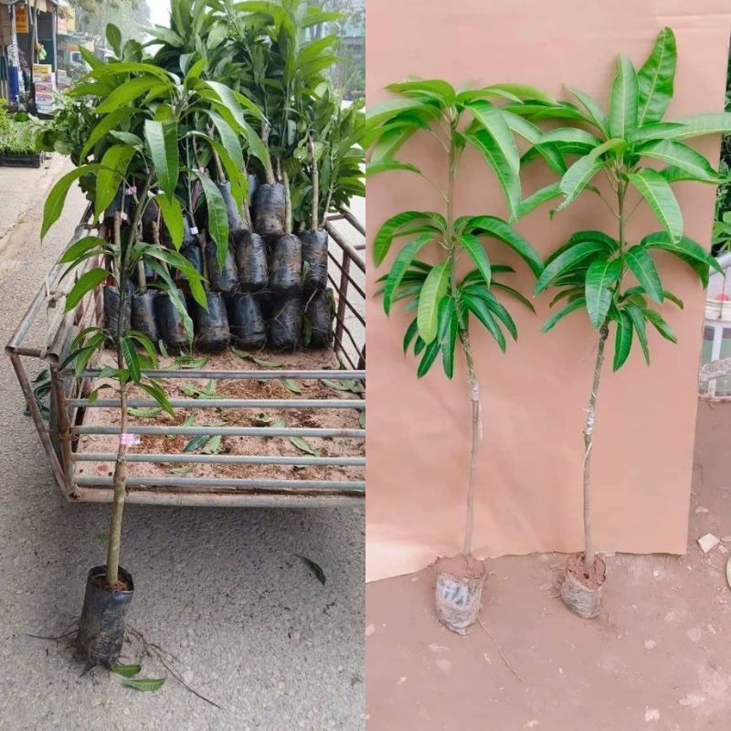 Cây giống xoài tím Cây xoài tím