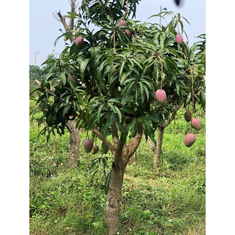 Cây giống xoài tím cây xoài tím