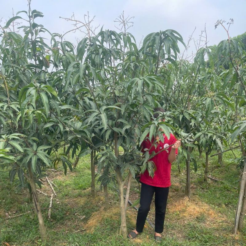 Cây giống xoài tím Năng suất cây giống xoài tím