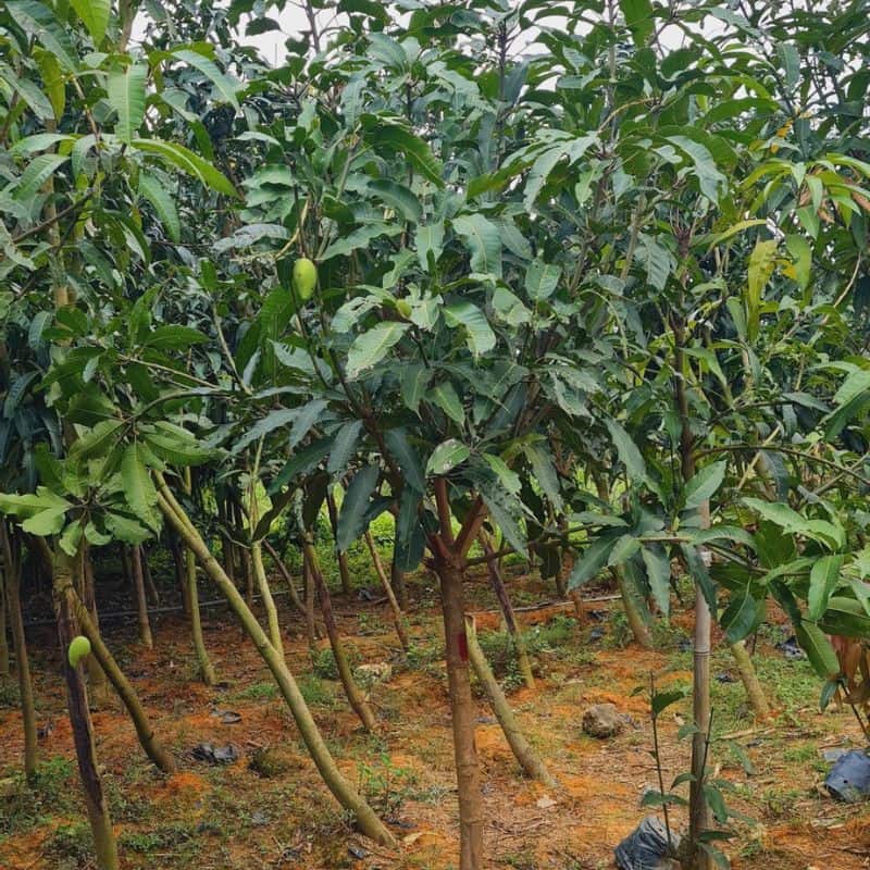 Cây giống xoài tím chăm sóc cây giống xoài tím