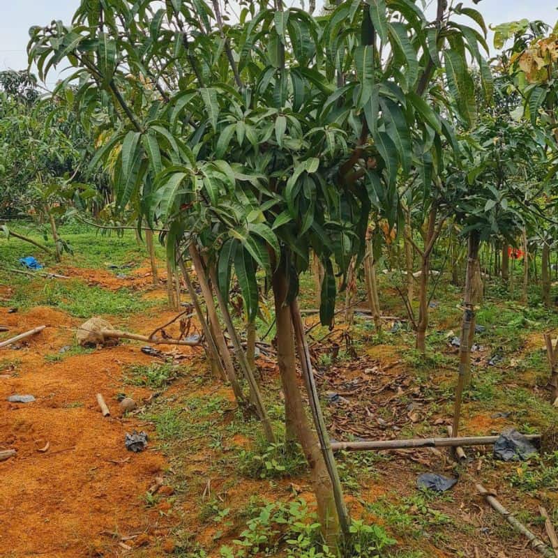 Cây giống xoài tím cách trồng cây xoài tím