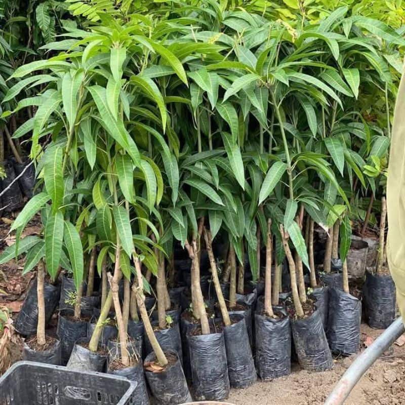 Cây giống xoài tím cây giống xoài tím